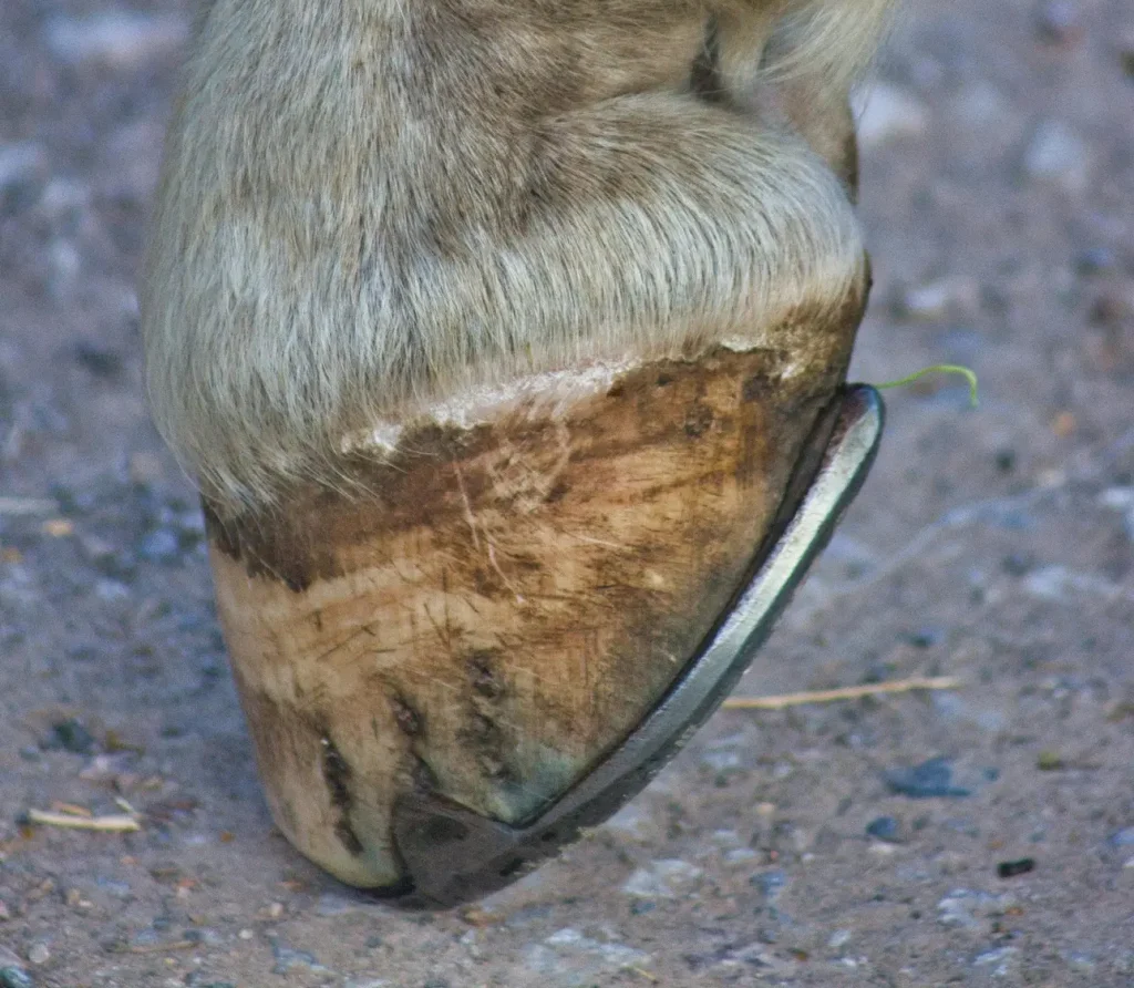 Detailed close-up of a horse's hoof on a gravel path, showcasing equine strength and care.
